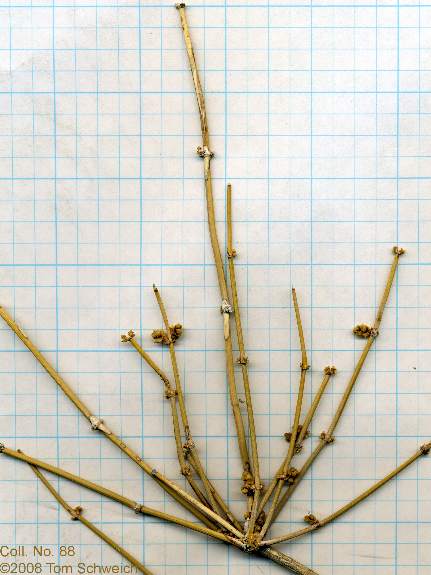 Ephedraceae Ephedra nevadensis