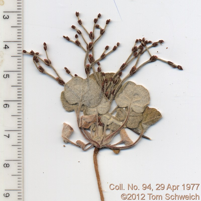 Polygonaceae Eriogonum