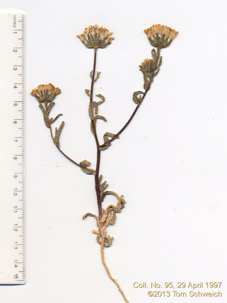 Asteraceae Layia glandulosa