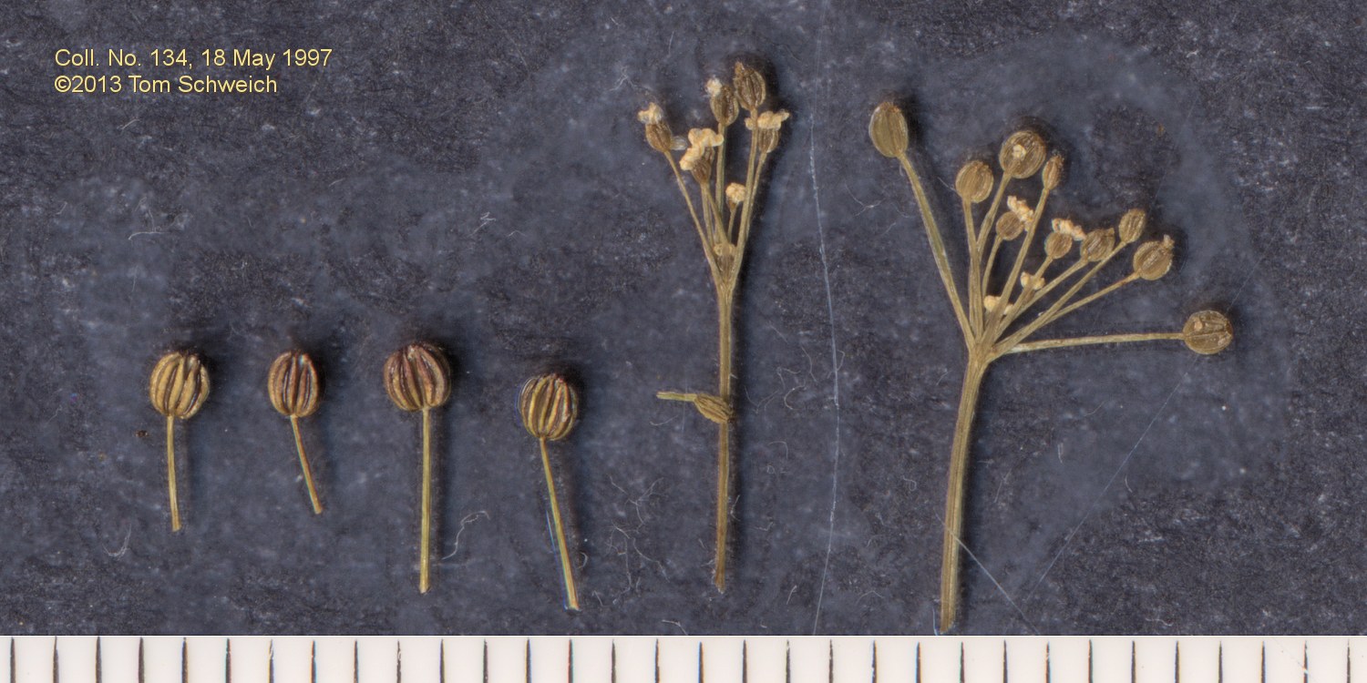 Apiaceae Cyclospermum leptophyllum