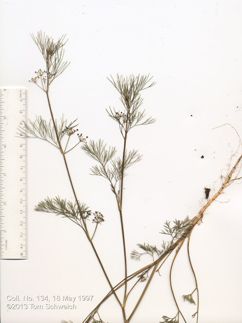 Apiaceae Cyclospermum leptophyllum