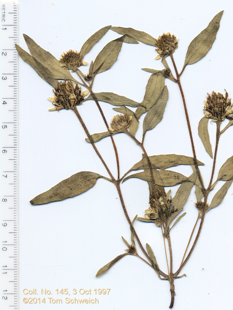 Asteraceae Sanvitalia abertii