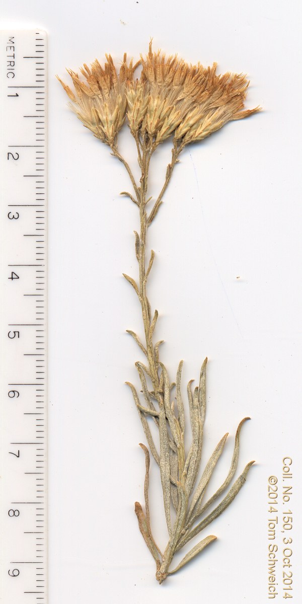 Asteraceae Chrysothamnus viscidiflorus viscidiflorus