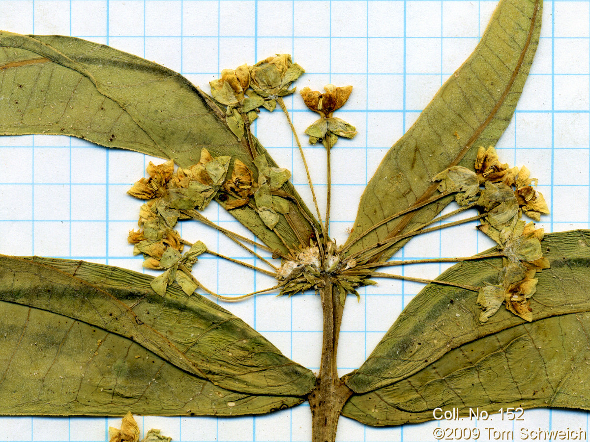 Asclepiadaceae Asclepias erosa