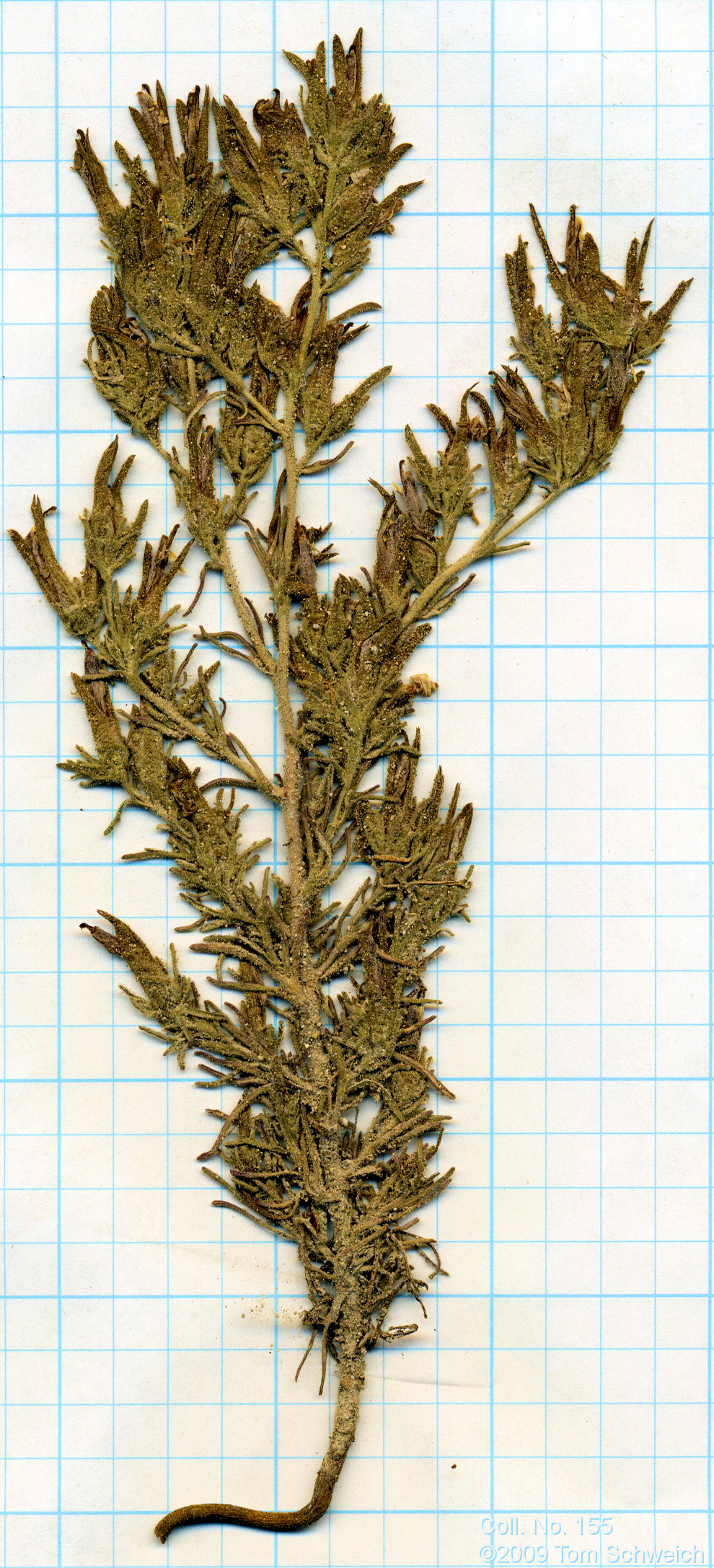 Orobanchaceae Cordylanthus parviflorus