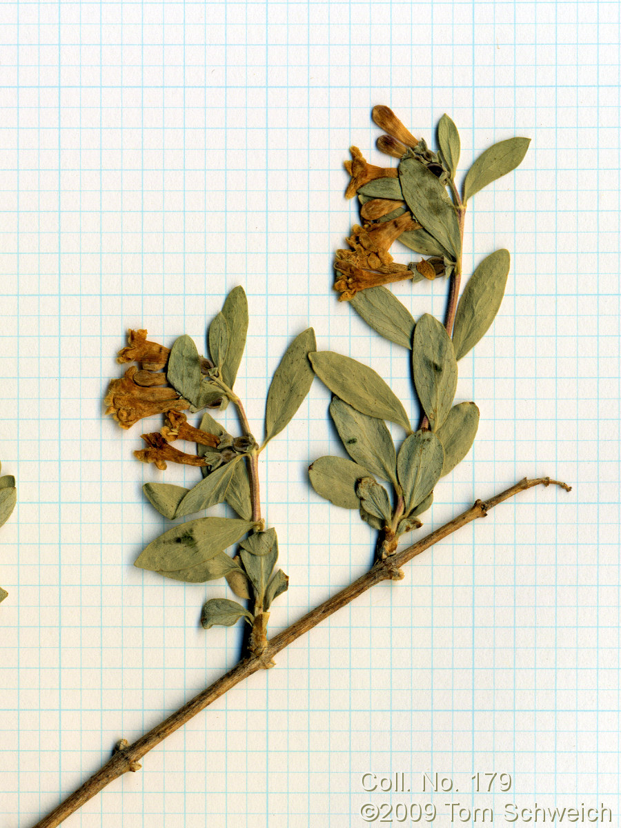 Caprifoliaceae Symphoricarpos longiflorus