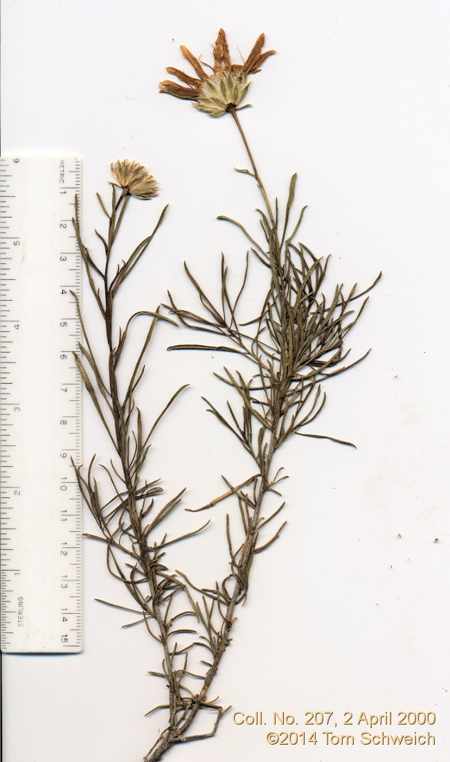 Asteraceae Ericameria linearifolia