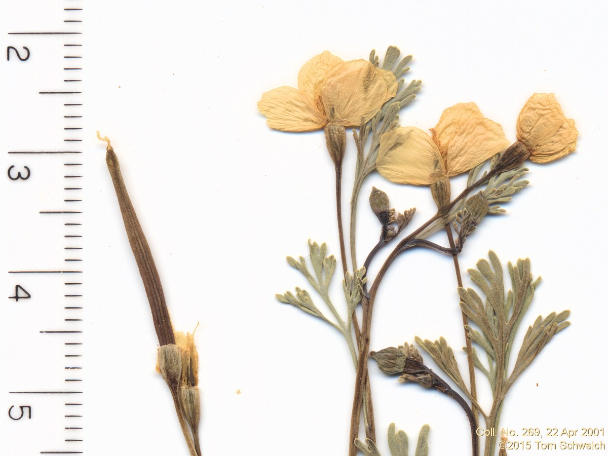 Papaveraceae Eschscholzia minutiflora