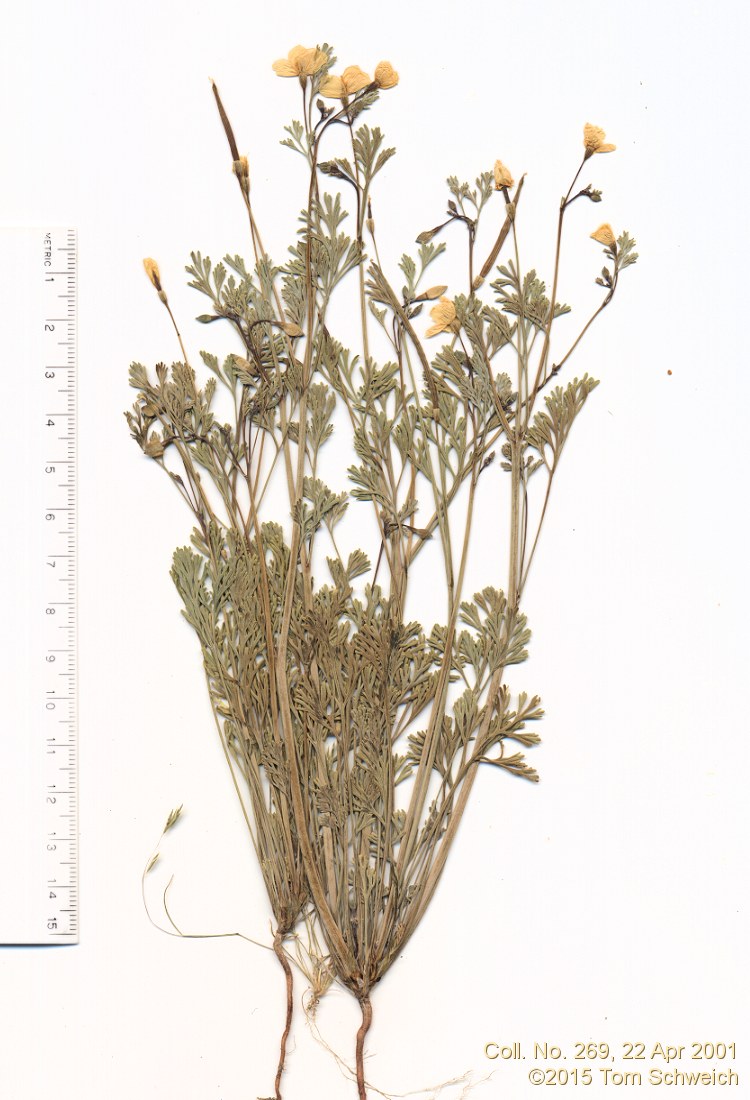 Papaveraceae Eschscholzia minutiflora