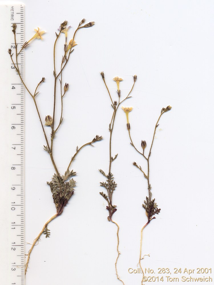 Polemoniaceae Gilia ophthalmoides