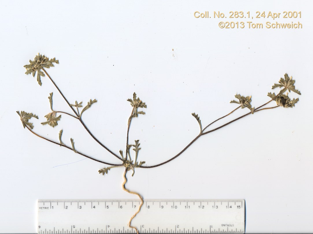 Polemoniaceae Ipomopsis polycladon