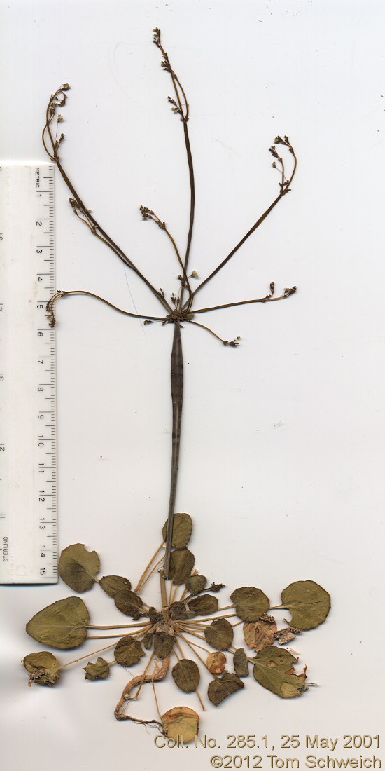 Polygonaceae Eriogonum inflatum