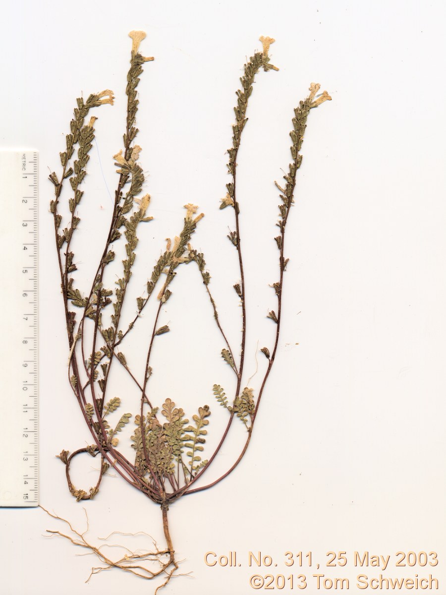 Boraginaceae Phacelia fremontii