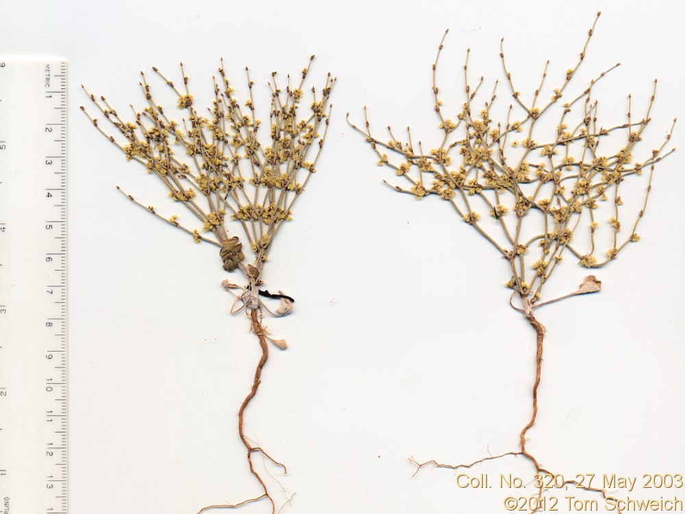 Polygonaceae Eriogonum nidularium