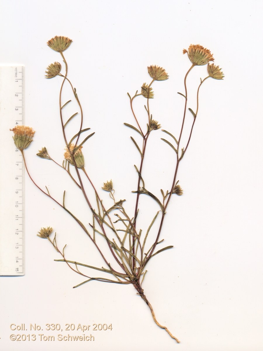 Asteraceae Chaenactis fremontii