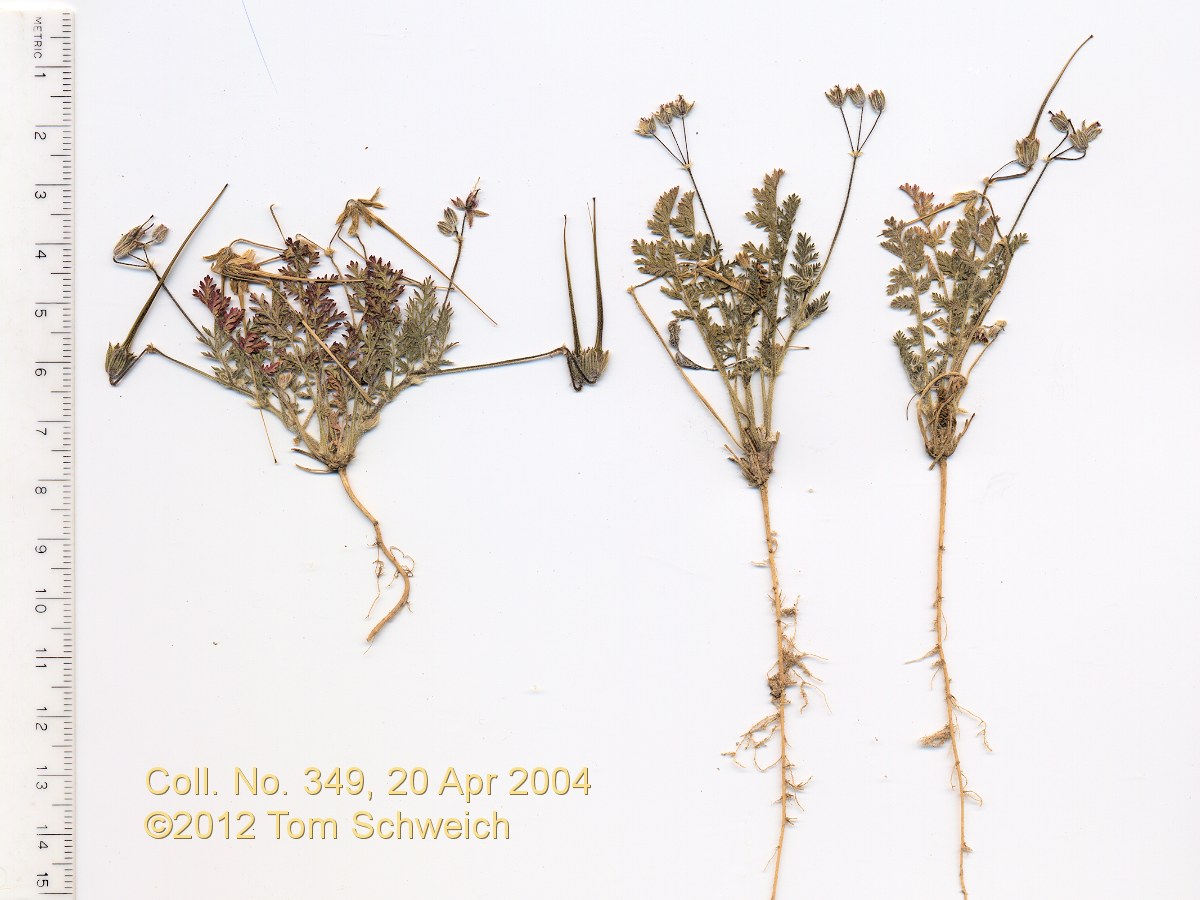 Geraniaceae Erodium cicutarium