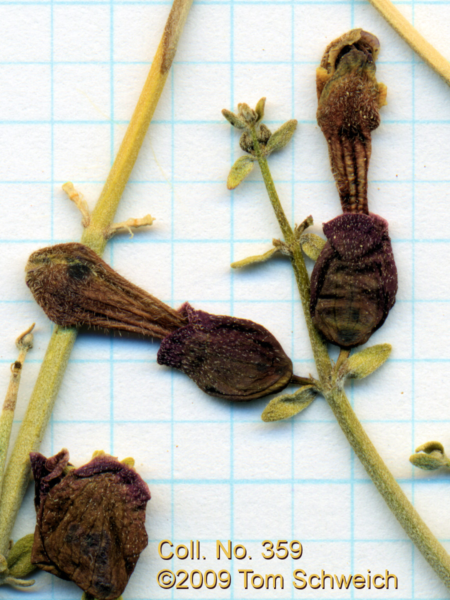 Lamiaceae Salazaria mexicana