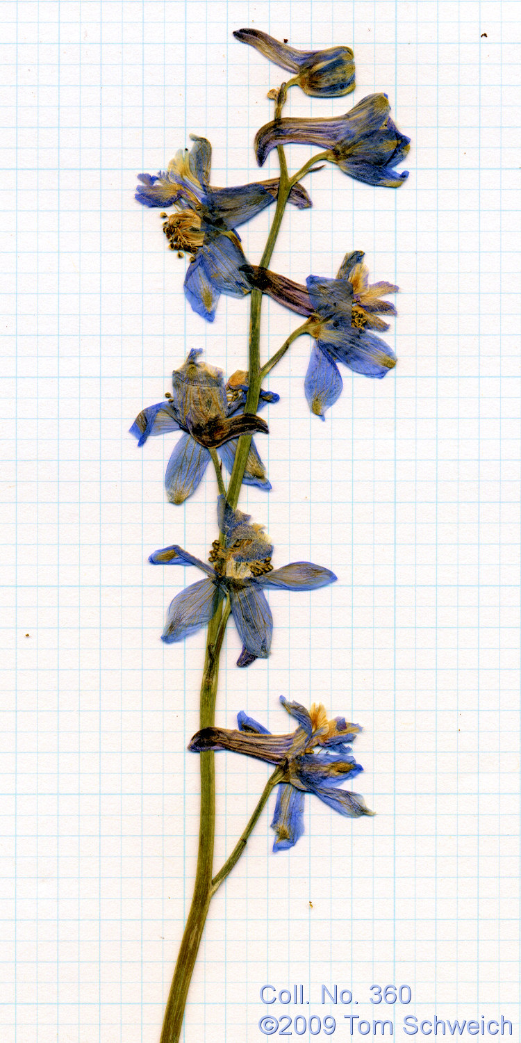 Ranunculaceae Delphinium parishii