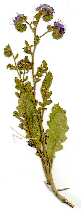 Boraginaceae Phacelia crenulata crenulata