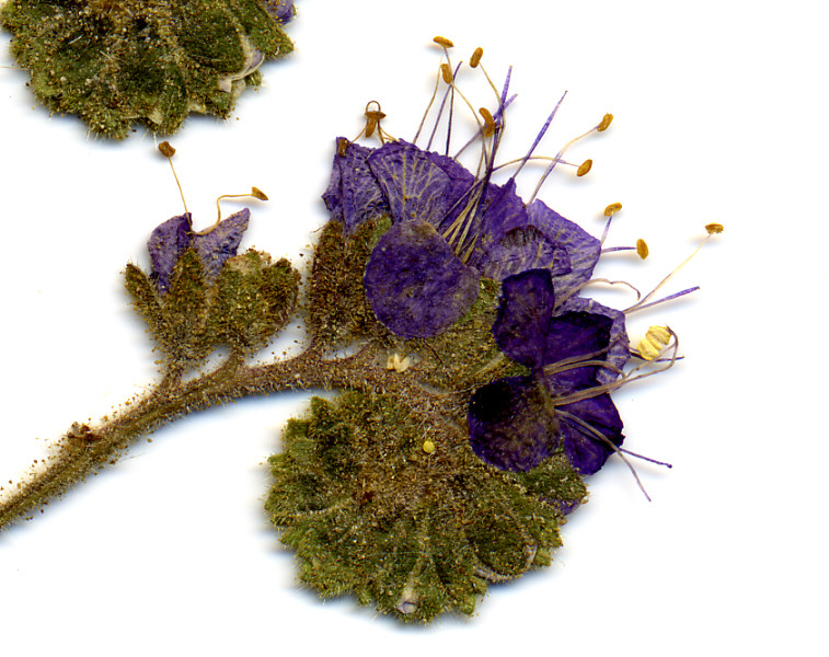 Boraginaceae Phacelia crenulata crenulata