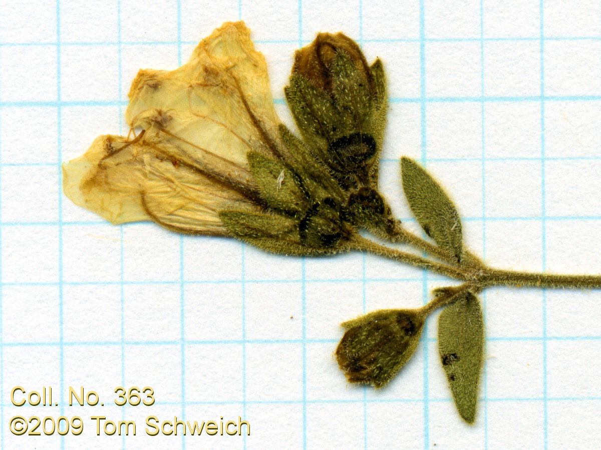 Nyctaginaceae Mirabilis laevis villosa