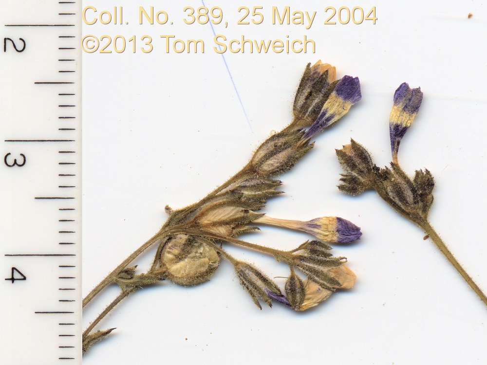 Polemoniaceae Gilia inconspicua