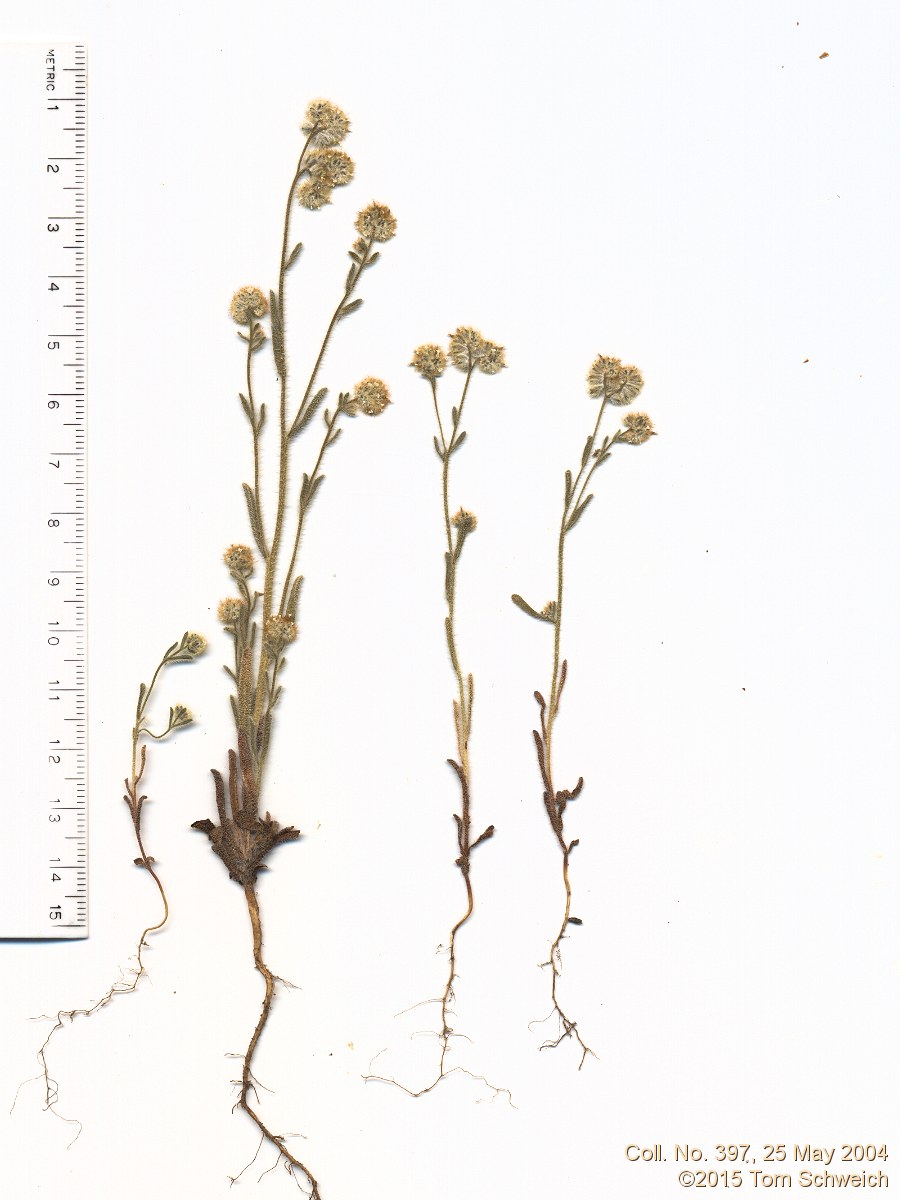 Boraginaceae Cryptantha gracilis