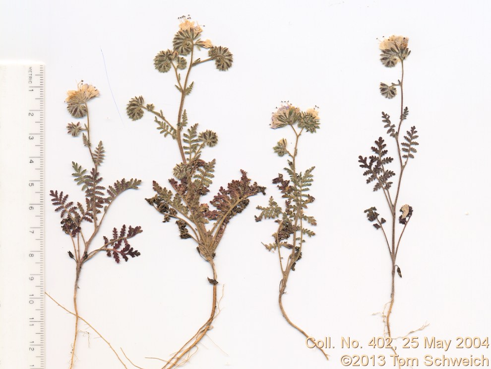 Boraginaceae Phacelia distans