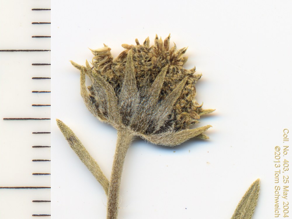 Asteraceae Heliomeris multiflora nevadensis