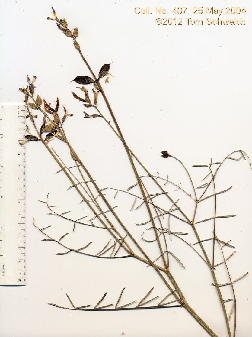 Fabaceae Astragalus serenoi shockleyi
