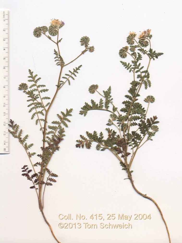 Boraginaceae Phacelia distans