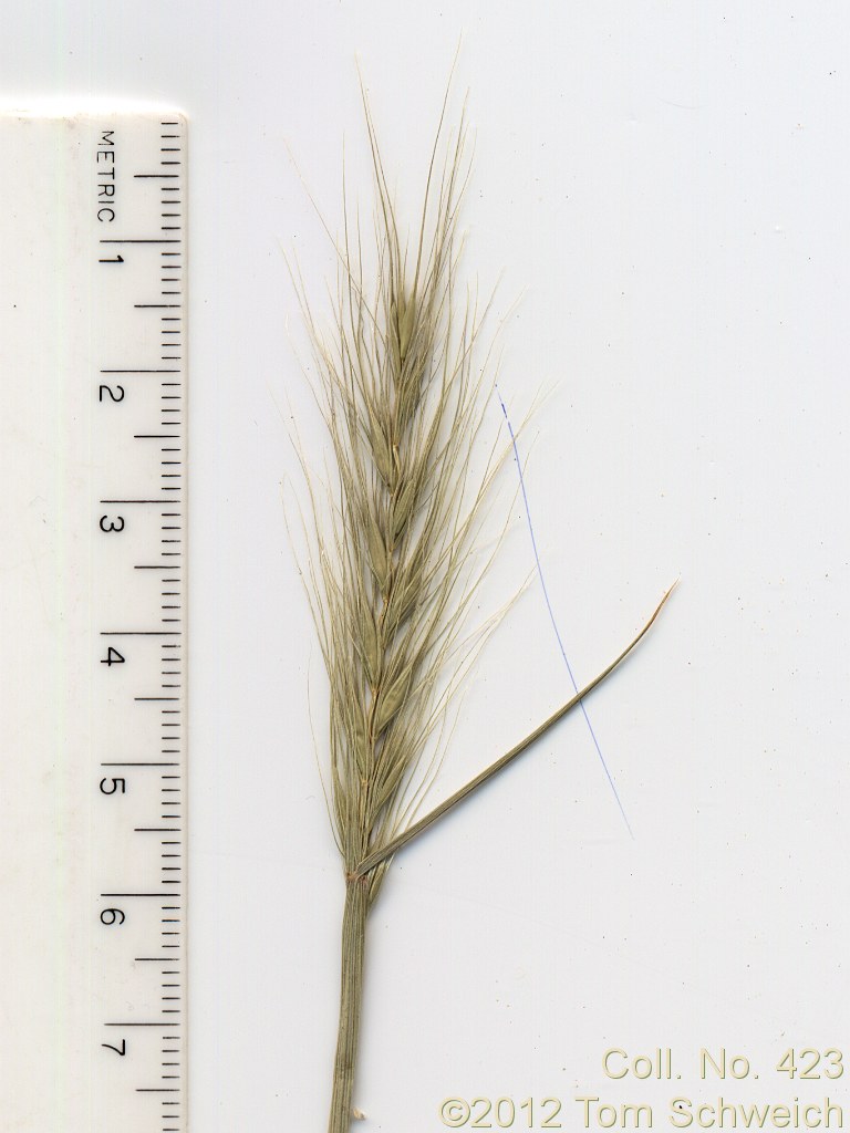 Poaceae Elymus multisetus