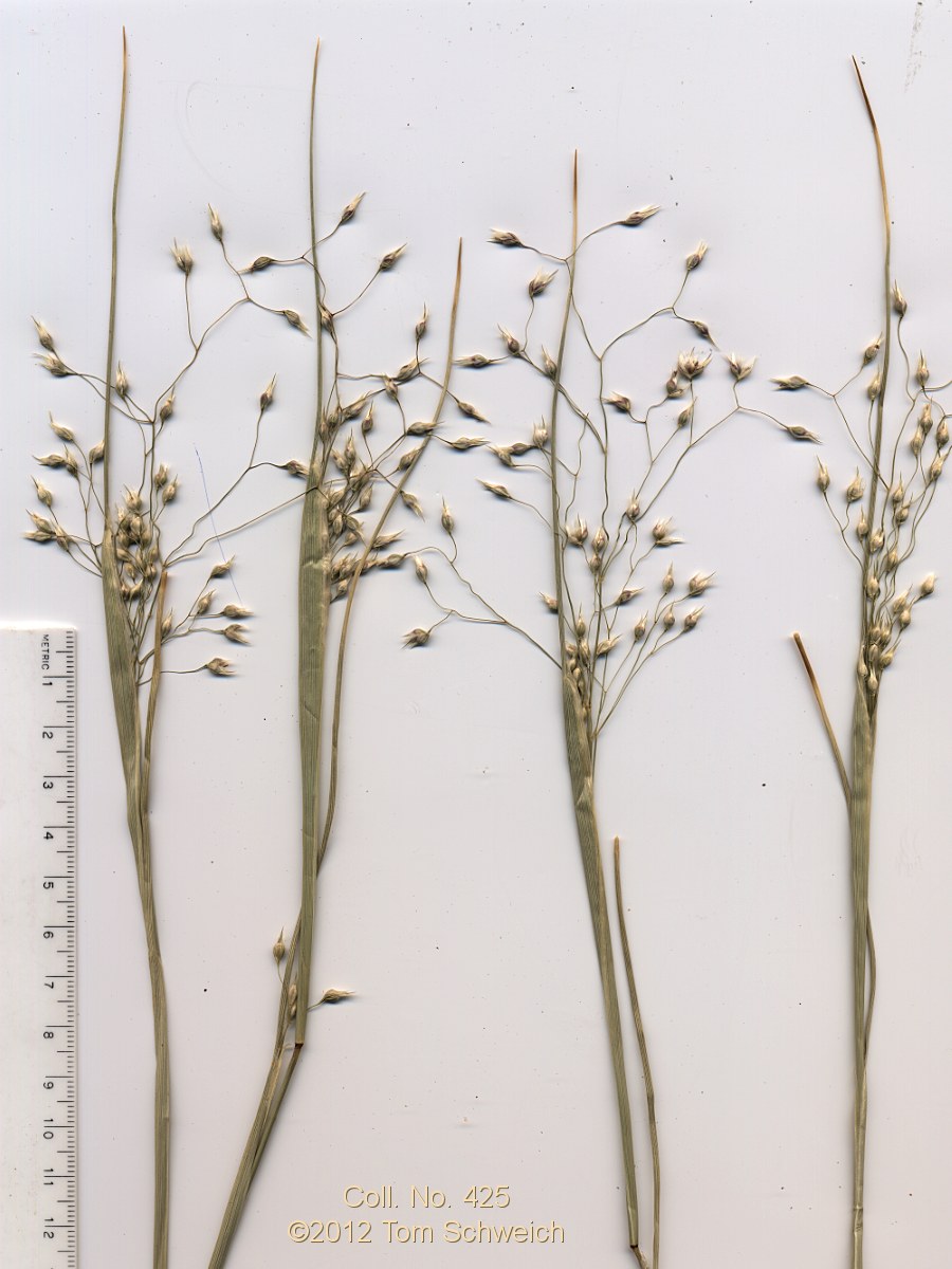 Poaceae Eriocoma hymenoides