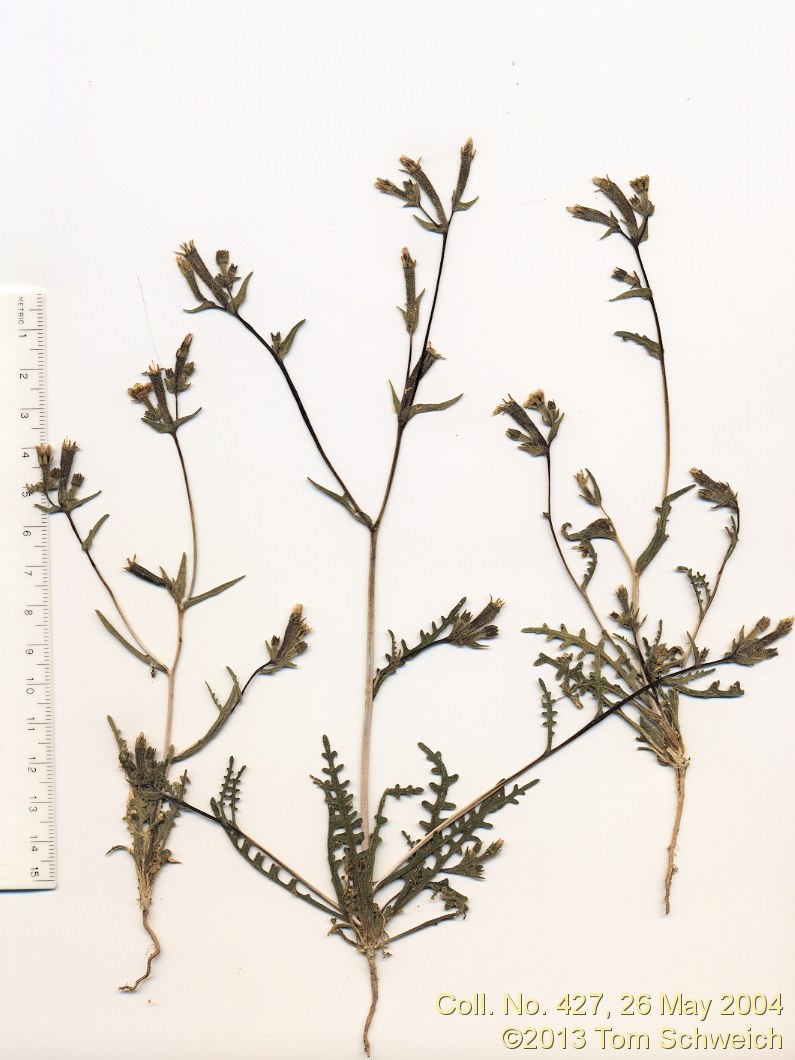 Loasaceae Mentzelia albicaulis