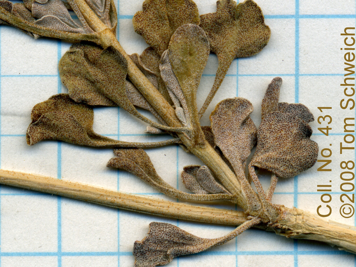 Lamiaceae Salvia dorrii dorrii