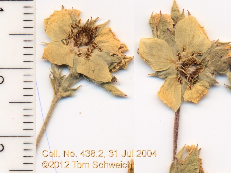 Rosaceae Potentilla gracilis fastigiata