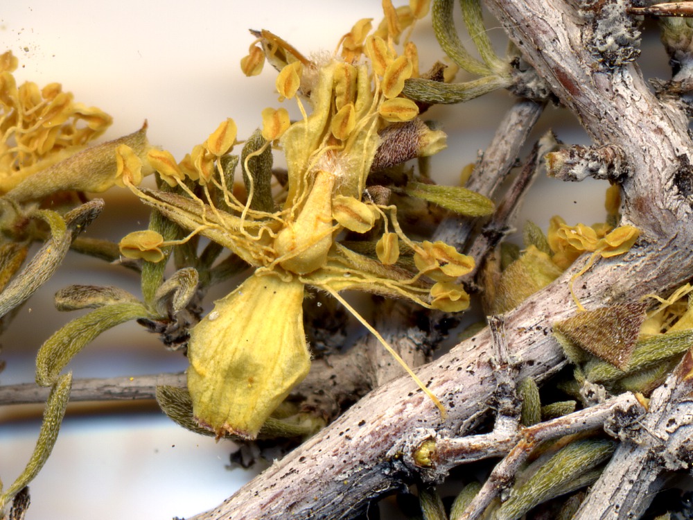 Coleogyne ramosissima, Rosaceae, Mesquite Mountains, San Bernardino County, California