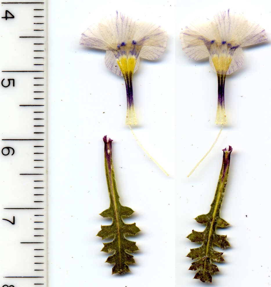 Gilia, Polemoniaceae, Mesquite Mountains, San Bernardino County, California