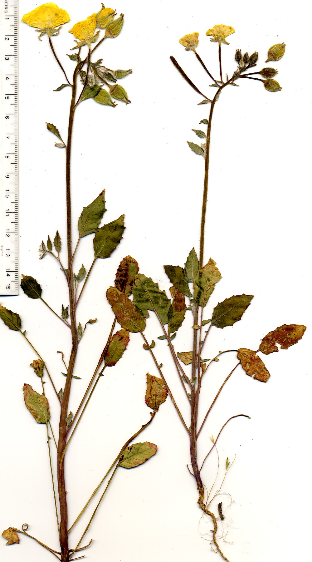 Chylismia claviformis  brevipes, Onagraceae, Mesquite Mountains, San Bernardino County, California