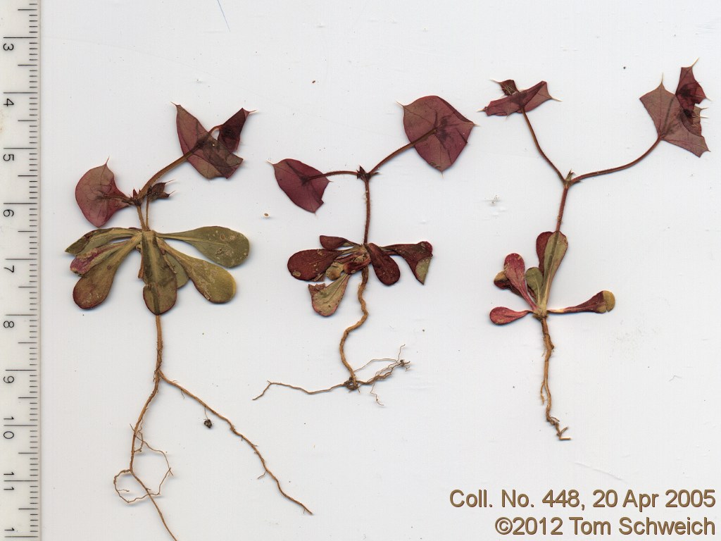 Polygonaceae Oxytheca perfoliata