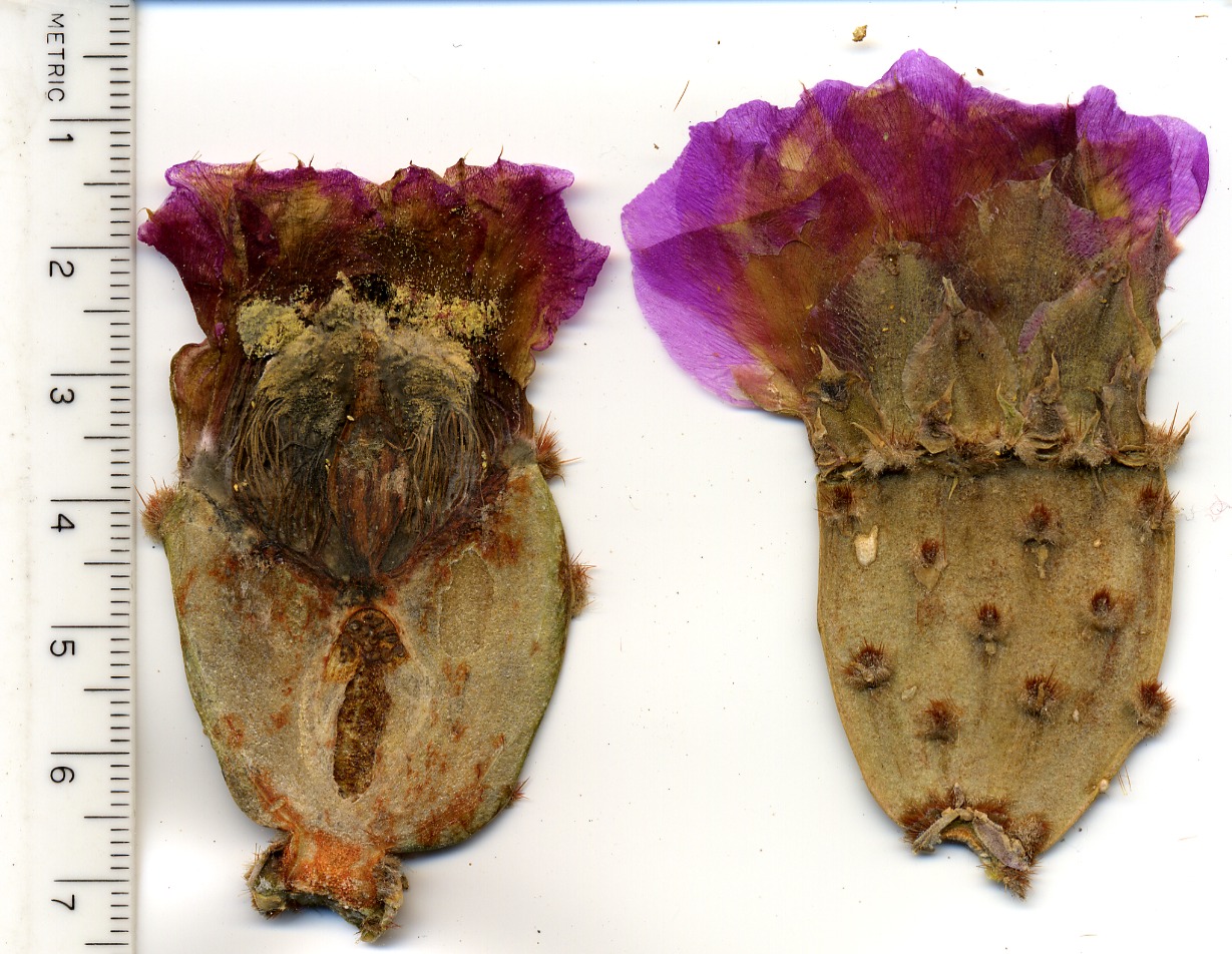 Opuntia basilaris, Cactaceae, Mesquite Mountains, San Bernardino County