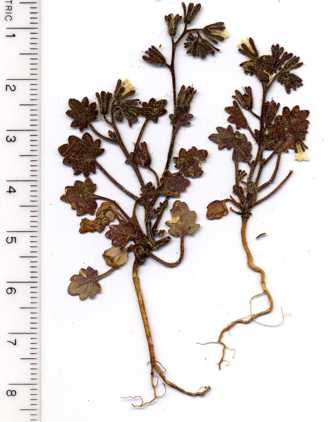 Phacelia perityloides jargeri, Boraginaceae, Mesquite Mountains, San Bernardino County, California