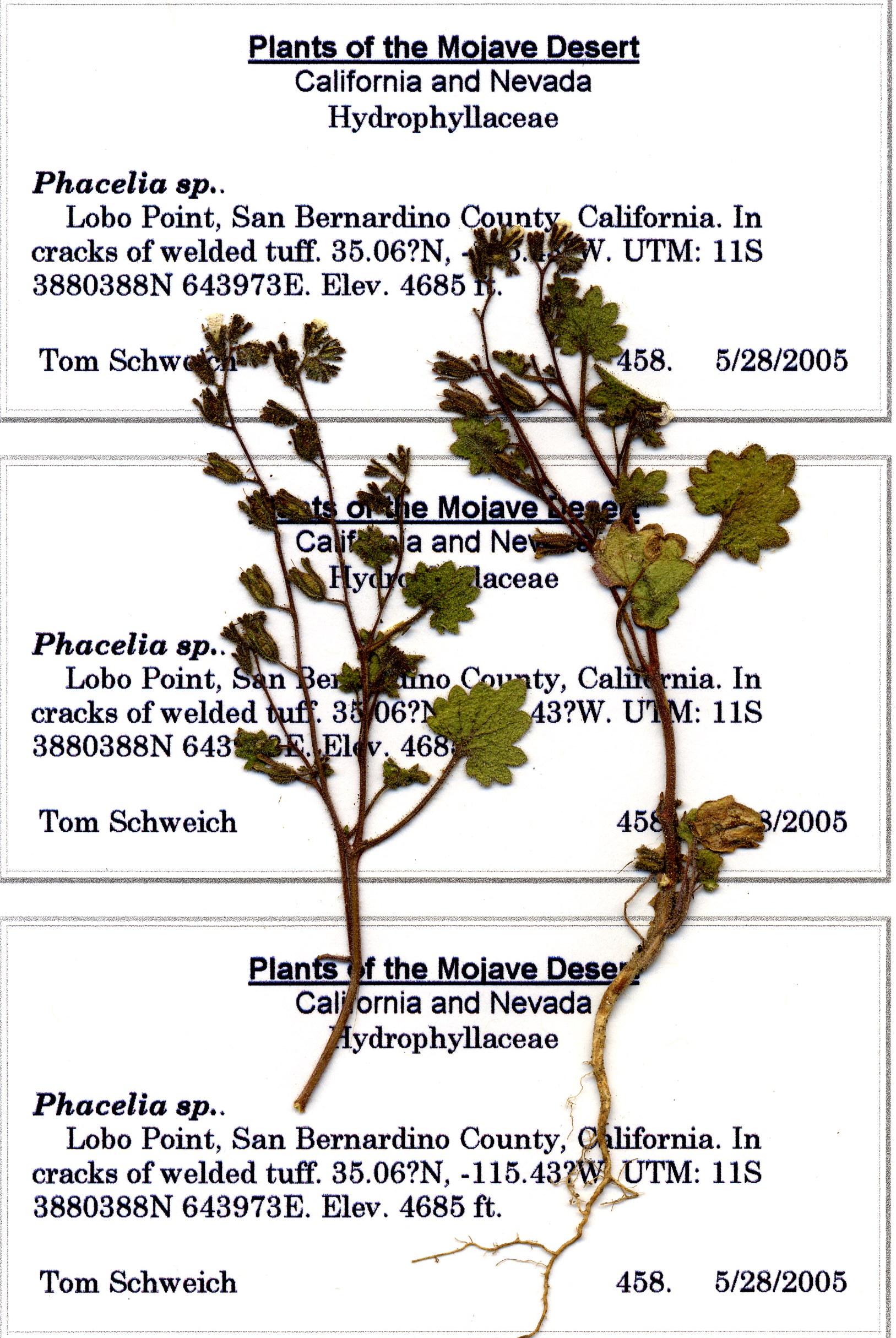 Boraginaceae Phacelia perityloides jaegeri