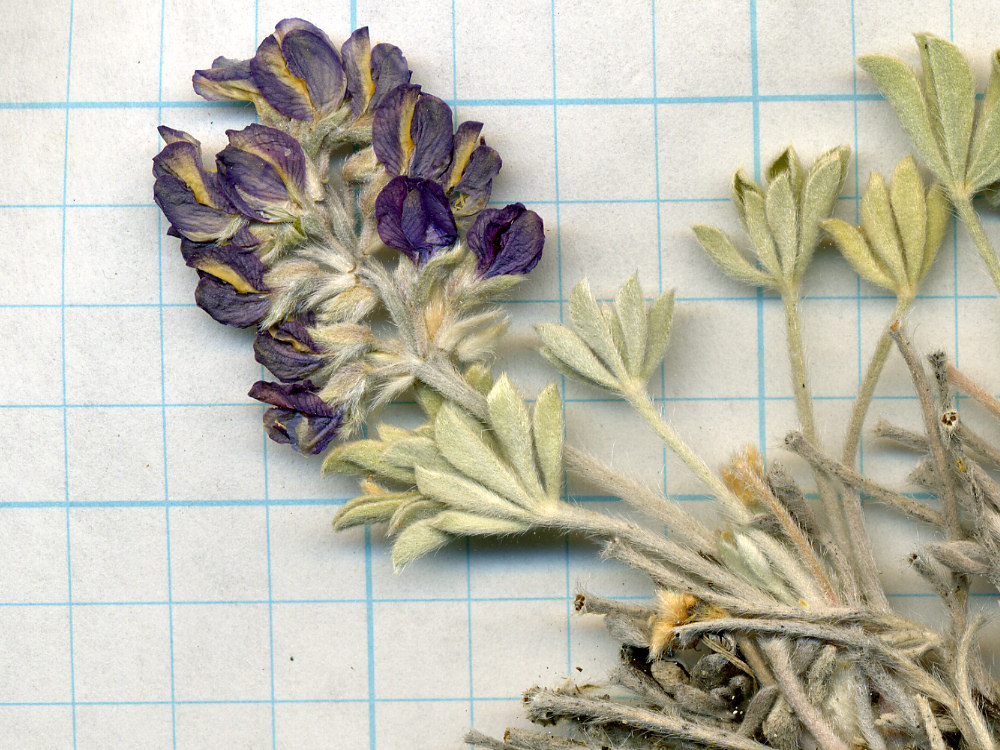 Fabaceae Lupinus duranii