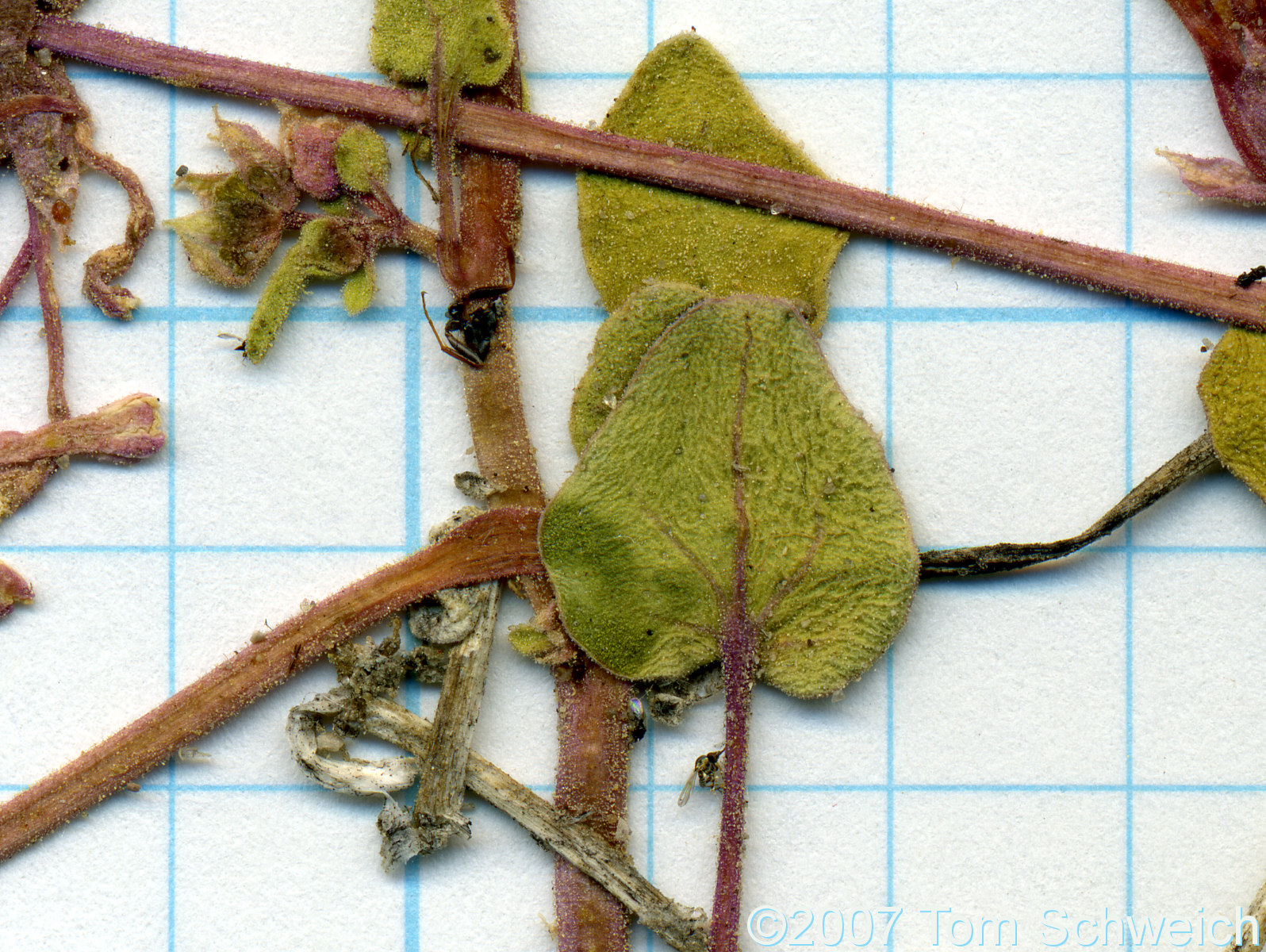 California, Mono County, Big Sand Flat, Abronia turbinata, Nyctaginaceae