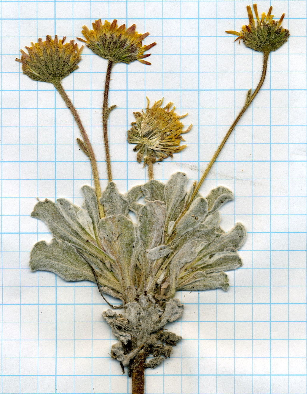 Asteraceae Hulsea vestita vestita