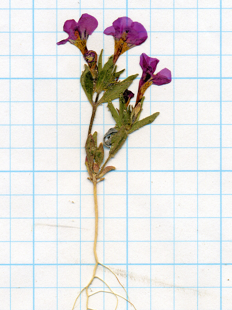 Phyrmaceae, Mimulus nanus mephiticus