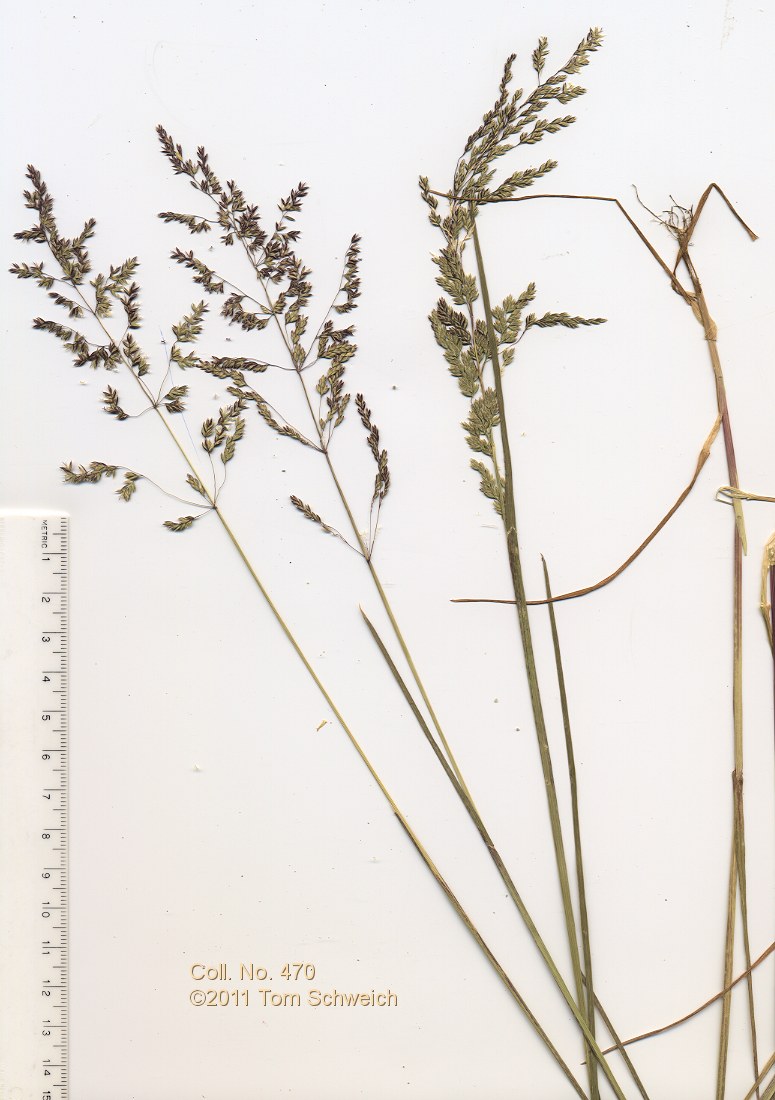 Poaceae Poa pratensis pratensis