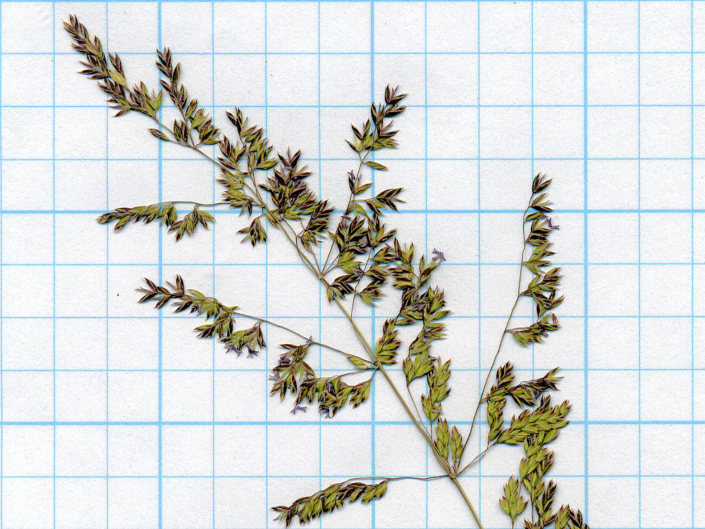 Poaceae Poa pratensis pratensis