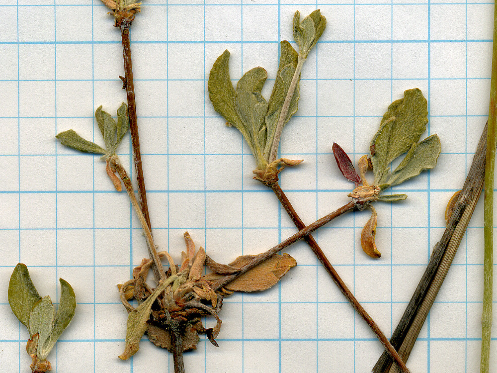 Polygonaceae, Eriogonum umbellatum nevadense